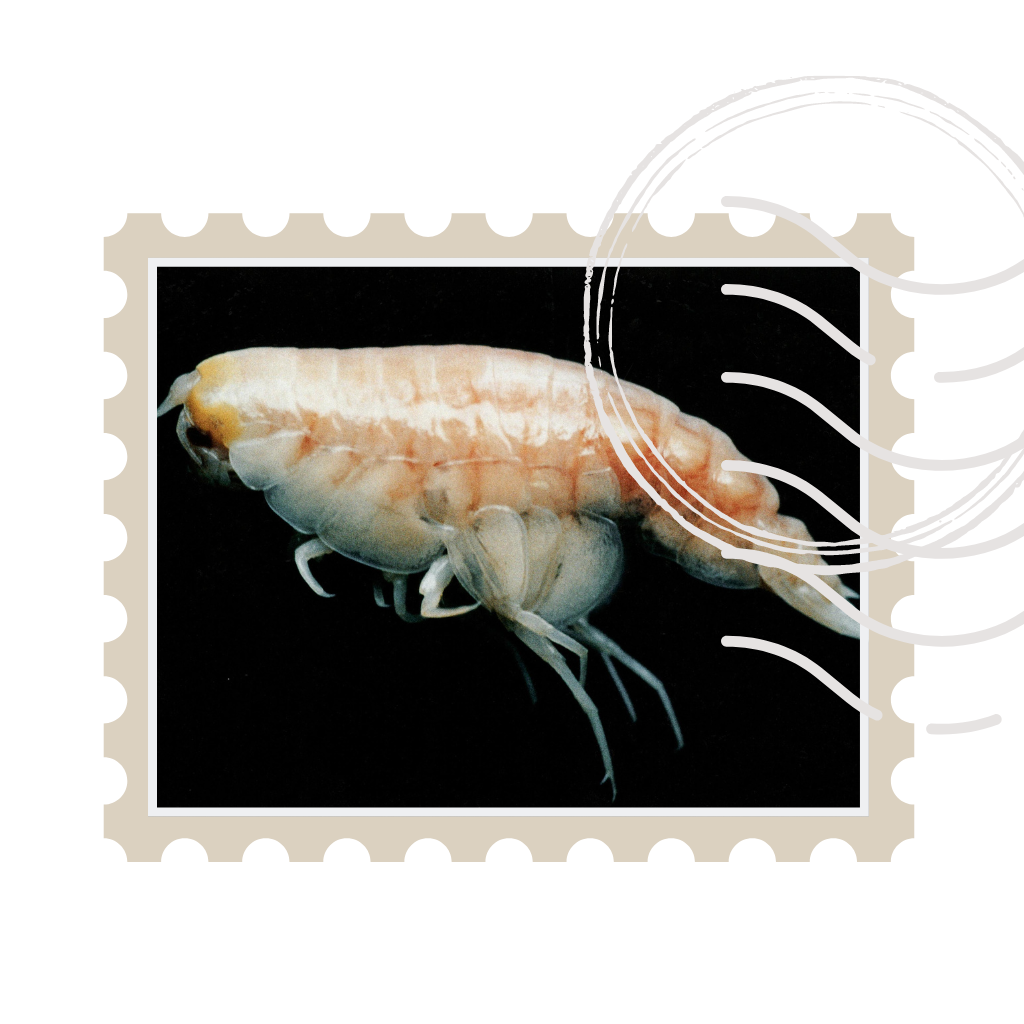 A stamp photo of Hirondella gigas, a creature found in the Mariana Trench.