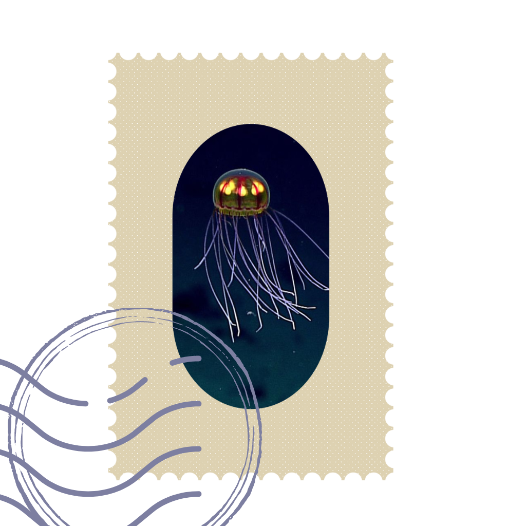 A stamp photo of a jellyfish found in the Mariana Trench.