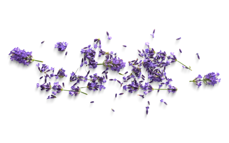 Lavender flowers spilled across a white background.