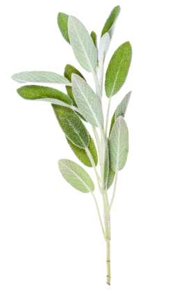 A sprig of sage.